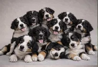 Larry Teal, a male Australian Shepherd for sale in Saint John, IN – Photo 1 of 5