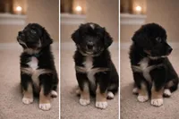 Larry Blue , a male Australian Shepherd for sale in Saint John, IN – Photo 4 of 7