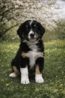 Larry Blue , a male Australian Shepherd for sale in Saint John, IN – Photo 1 of 7