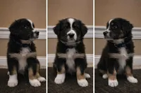 Pete, a male Australian Shepherd for sale in Saint John, IN – Photo 2 of 3