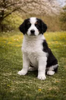 Sally, a female Australian Shepherd for sale in Saint John, IN – Photo 1 of 4