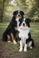 Sally Pink, a female Australian Shepherd for sale in Saint John, IN – Photo 9 of 9