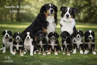 Sally, a female Australian Shepherd for sale in Saint John, IN – Photo 4 of 4