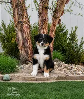 Marcy Hot Pink, a female Australian Shepherd for sale in Saint John, IN – 1 of 7