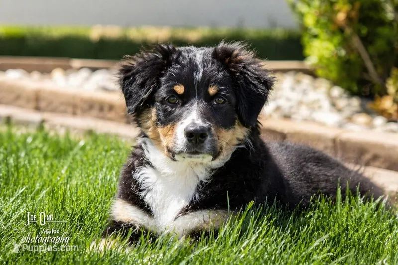 Marcy Hot Pink – Australian Shepherd puppy for sale in Saint John, IN