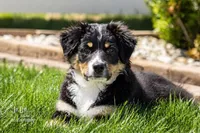 Marcy Hot Pink, a female Australian Shepherd for sale in Saint John, IN – 2 of 7