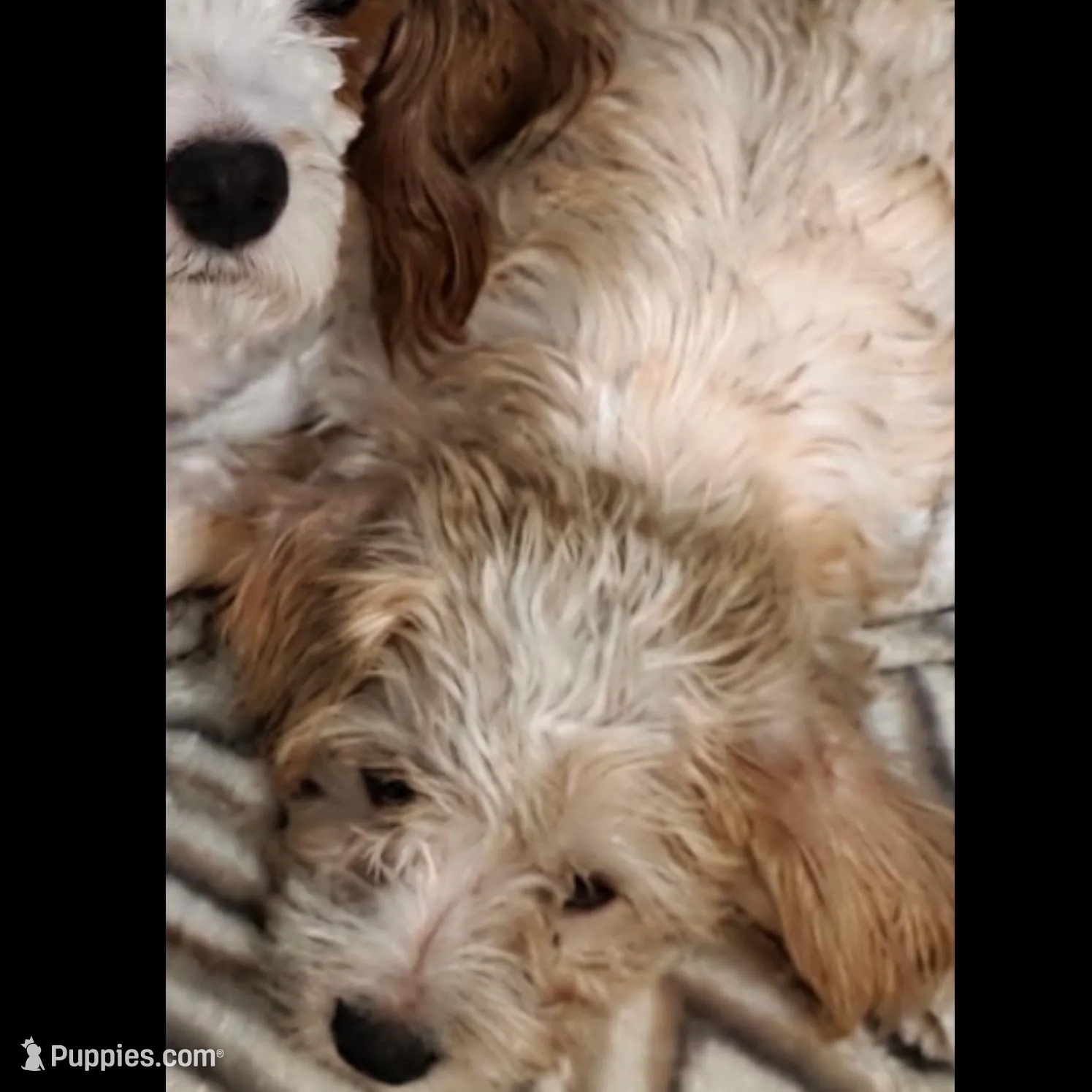 Coco, a male Yorkipoo for sale in Bronx, NY – Photo 3 of 7