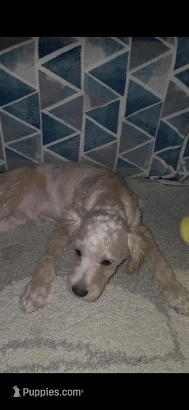 Coco – Schnoodle puppy for sale in Bronx, NY