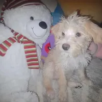 Coco, a male Schnoodle for sale in Bronx, NY – Photo 2 of 8