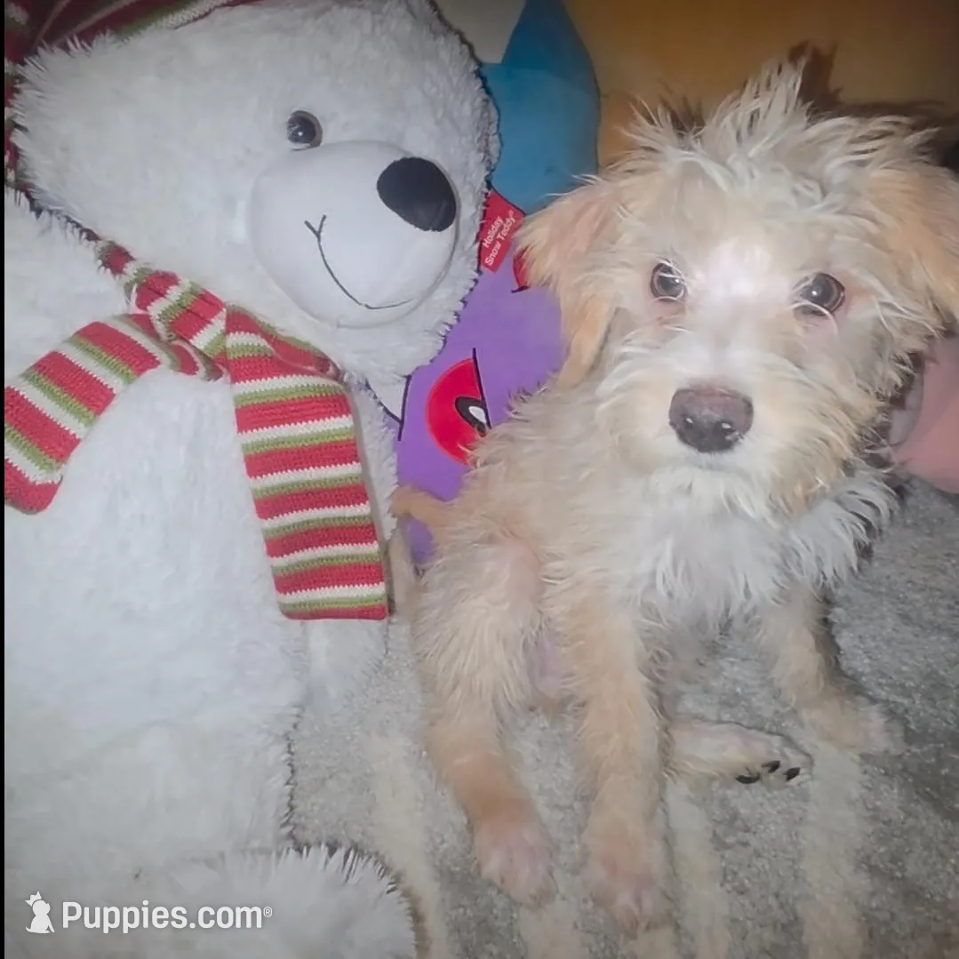 Coco, a male Yorkipoo for sale in Bronx, NY – Photo 2 of 7