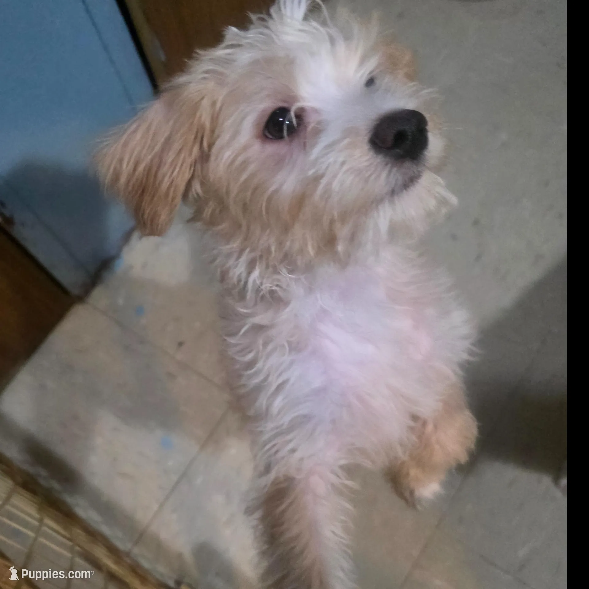 Coco, a male Yorkipoo for sale in Bronx, NY – Photo 7 of 7