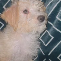 Coco, a male Schnoodle for sale in Bronx, NY – Photo 7 of 8