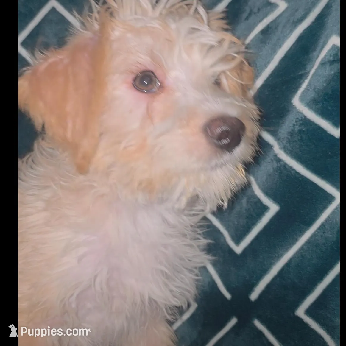 Coco, a male Yorkipoo for sale in Bronx, NY – Photo 5 of 7