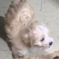 Coco, a male Schnoodle for sale in Bronx, NY – Photo 5 of 8