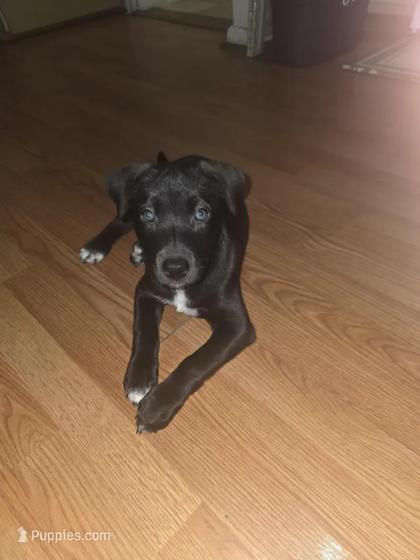 Stormy – Staffordshire Bull Terrier, Alaskan Husky puppy for sale in Brooklyn, NY