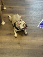 Nala, a female French Bulldog for sale in Adairsville, GA – 3 of 4