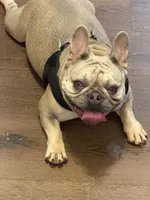 Nala, a female French Bulldog for sale in Adairsville, GA – 2 of 4