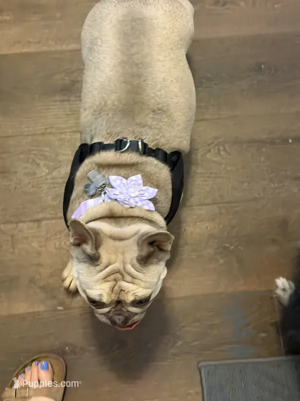 Nala – French Bulldog puppy for sale in Adairsville, GA