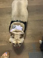 Nala, a female French Bulldog for sale in Adairsville, GA – 1 of 4