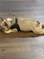 Nala, a female French Bulldog for sale in Adairsville, GA – 4 of 4