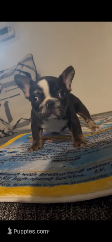 Male 2 – French Bulldog puppy for sale in Grand Rapids, MI