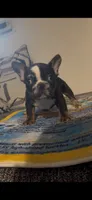 Male 2, a male French Bulldog for sale in Grand Rapids, MI – 1 of 1