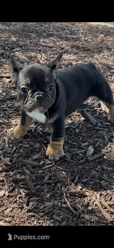 Male 1 – French Bulldog puppy for sale in Grand Rapids, MI