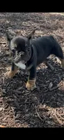 Male 1, a male French Bulldog for sale in Grand Rapids, MI – 1 of 1