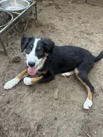 Romeo, a male Australian Shepherd and Border Collie for sale in Idyllwild-Pine Cove, CA – 9 of 10
