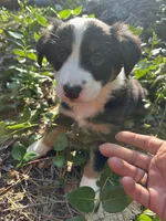 Romeo, a male Australian Shepherd and Border Collie for sale in Idyllwild-Pine Cove, CA – 5 of 10