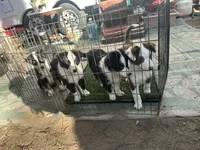 Beau( Jangles), a male Border Collie for sale in Idyllwild-Pine Cove, CA – 3 of 10