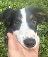 Romeo, a male Australian Shepherd and Border Collie for sale in Idyllwild-Pine Cove, CA – 1 of 10