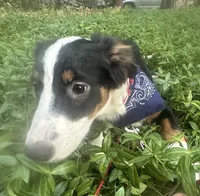 Romeo, a male Australian Shepherd and Border Collie for sale in Idyllwild-Pine Cove, CA – 2 of 10