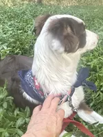Beau( Jangles), a male Border Collie for sale in Idyllwild-Pine Cove, CA – 5 of 10