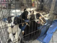 Ollie, a male Australian Shepherd and Border Collie for sale in Idyllwild-Pine Cove, CA – 7 of 10
