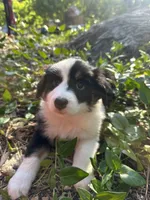 Ollie, a male Australian Shepherd and Border Collie for sale in Idyllwild-Pine Cove, CA – 4 of 10
