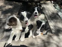 Brody, a male Australian Shepherd and Border Collie for sale in Idyllwild-Pine Cove, CA – 3 of 10