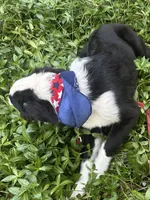 Brody, a male Australian Shepherd and Border Collie for sale in Idyllwild-Pine Cove, CA – 7 of 10