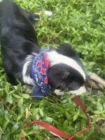 Romeo, a male Australian Shepherd and Border Collie for sale in Idyllwild-Pine Cove, CA – 7 of 10