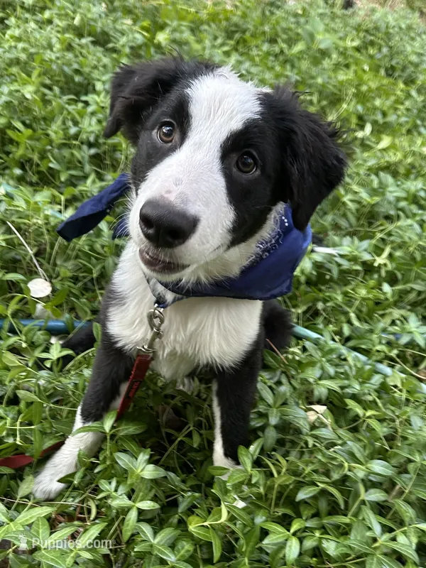 Brody – Australian Shepherd, Border Collie puppy for sale in Idyllwild-Pine Cove, CA