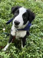 Brody, a male Australian Shepherd and Border Collie for sale in Idyllwild-Pine Cove, CA – 1 of 10