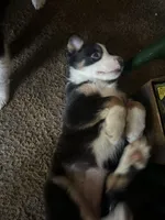 Romeo, a male Australian Shepherd and Border Collie for sale in Idyllwild-Pine Cove, CA – 4 of 10