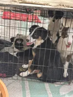 Romeo, a male Australian Shepherd and Border Collie for sale in Idyllwild-Pine Cove, CA – 8 of 10