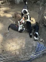 Beau( Jangles), a male Border Collie for sale in Idyllwild-Pine Cove, CA – 10 of 10