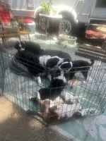 Brody, a male Australian Shepherd and Border Collie for sale in Idyllwild-Pine Cove, CA – 2 of 10