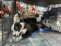 Brody, a male Australian Shepherd and Border Collie for sale in Idyllwild-Pine Cove, CA – 5 of 10