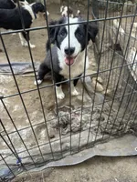 Brody, a male Australian Shepherd and Border Collie for sale in Idyllwild-Pine Cove, CA – 4 of 10