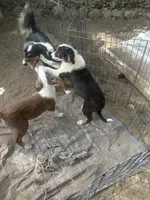 Beau( Jangles), a male Border Collie for sale in Idyllwild-Pine Cove, CA – 8 of 10