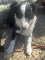 Ollie, a male Australian Shepherd and Border Collie for sale in Idyllwild-Pine Cove, CA – 10 of 10