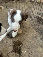 Beau( Jangles), a male Border Collie for sale in Idyllwild-Pine Cove, CA – 7 of 10